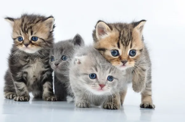 Groep van kleine katjes — Stockfoto