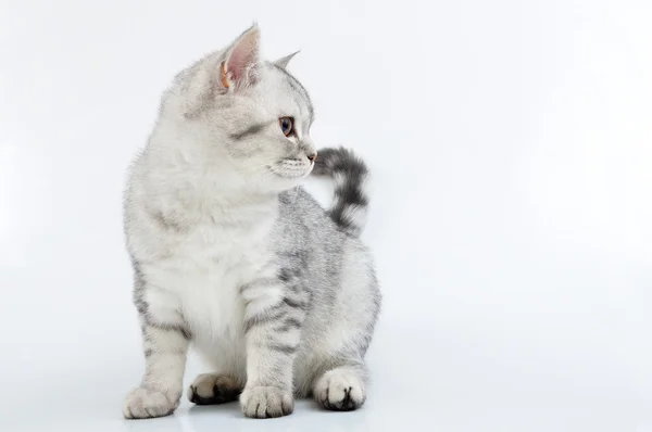 Cinza branco escocês gatinho olhando para o lado — Fotografia de Stock