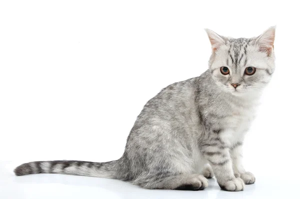 Cinza branco escocês gatinho posando — Fotografia de Stock