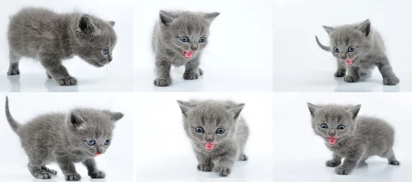 Set van baby kitten wandel- en mauwt — Stockfoto