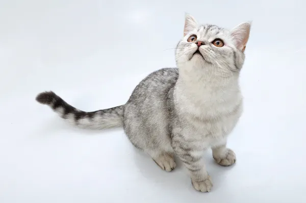 Adorável prata tabby gato escocês olhando para cima — Fotografia de Stock
