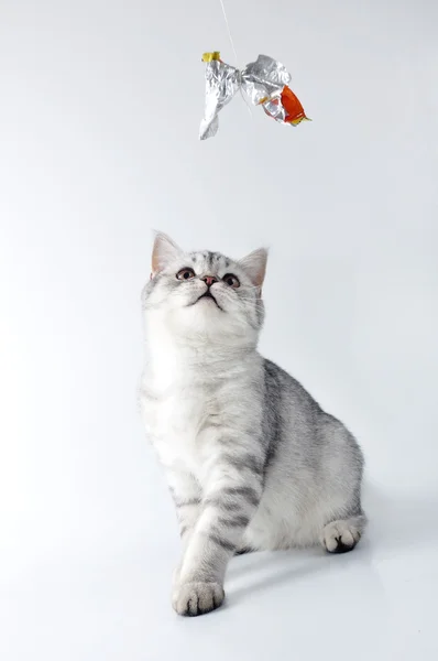 Silber grau weiß gestromt schottisches Kätzchen spielt — Stockfoto