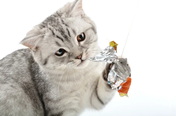Gümüş tabby İskoç kedi oynuyor — Stok fotoğraf