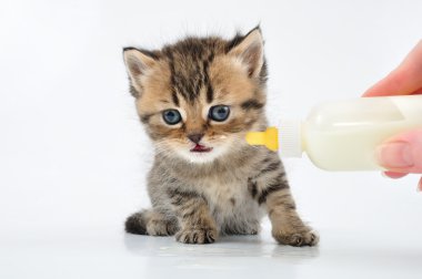 Small kitten eating milk from the bottle clipart