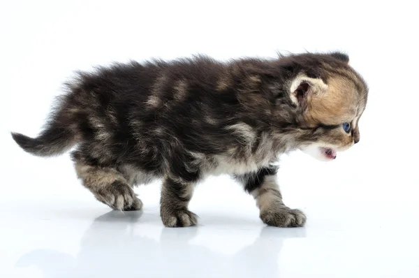 Маленький котенок ходит — стоковое фото