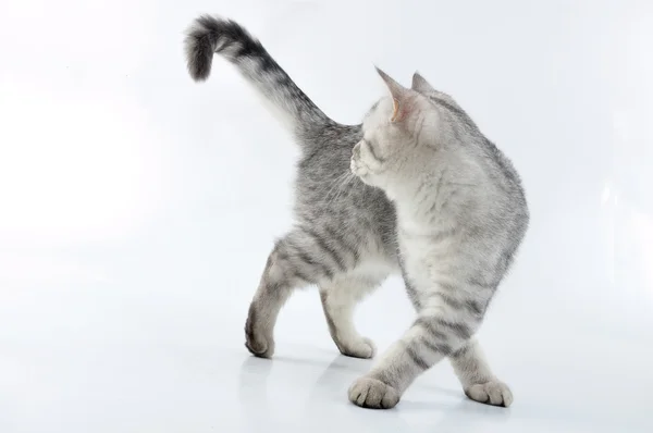 Adorable young silver tabby Scottish cat walking — Stock Photo, Image