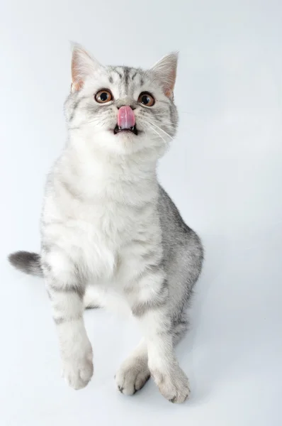 Silver tabby Scottish cat with tongue out jumping — Stock Photo, Image