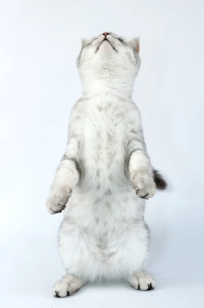 Ładny srebrny pręgowany kot szkocki stojący na tylne łapy — Zdjęcie stockowe