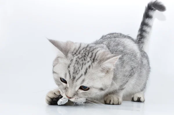 Срібні таббі шотландський кошеня гра — стокове фото