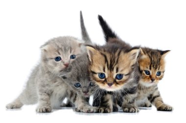 Group of little kittens clipart