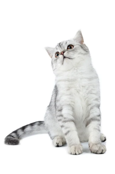 Plata tabby gato escocés sentado y mirando hacia arriba — Foto de Stock