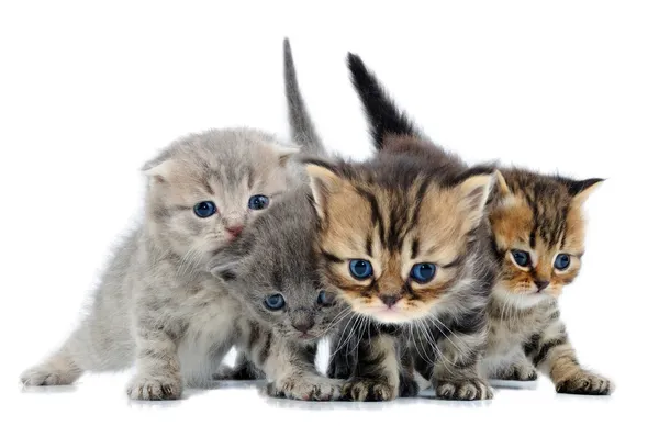 stock image Group of little kittens
