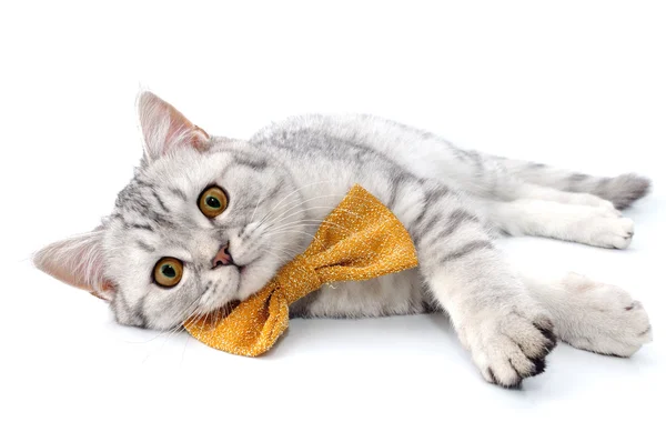 Silver tabby skotska katt med gyllene fluga — Stockfoto