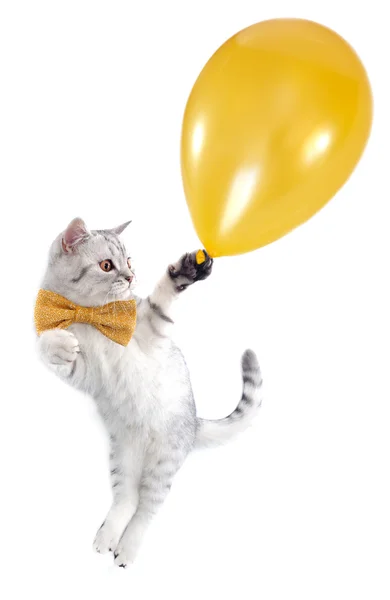 Gatinho gato prata tabby voando com um balão dourado — Fotografia de Stock