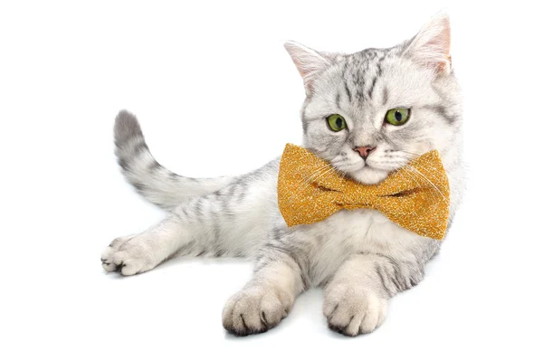 Adorável prata branco tabby gato escocês gatinho com gravata borboleta — Fotografia de Stock