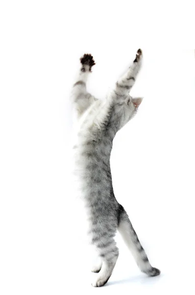 Full length portrait of jumping silver kitten cat — Stock Photo, Image