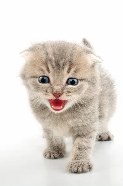 折的耳苏格兰虎斑小猫 — 图库照片