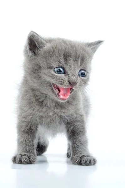 Fuuny 灰色の子猫年轻可爱的小猫猫与蝴蝶领结玩 — ストック写真