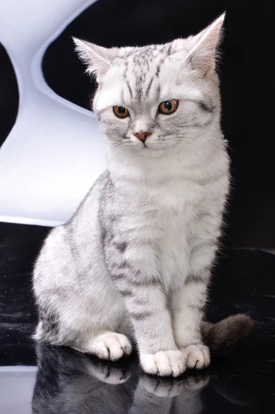 Серебряный тэбби шотландский кот на белом и черном фоне — стоковое фото