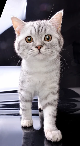 Kitten cat walking towards against black and white background — Stock Photo, Image