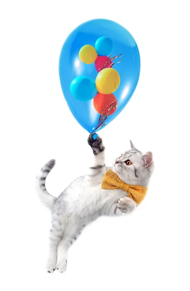 Lindo gato escocés tabby plata con arco y globos — Foto de Stock