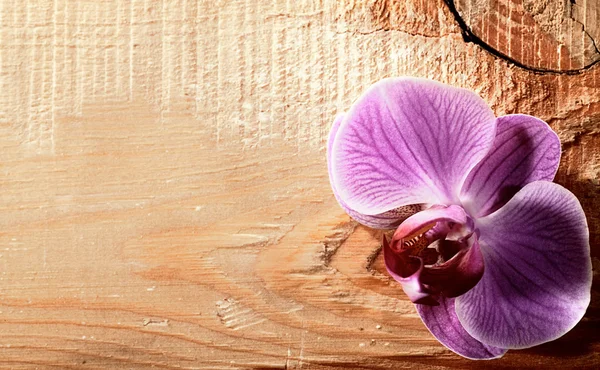 Pink orchid flower over wooden desk — Stock Photo, Image