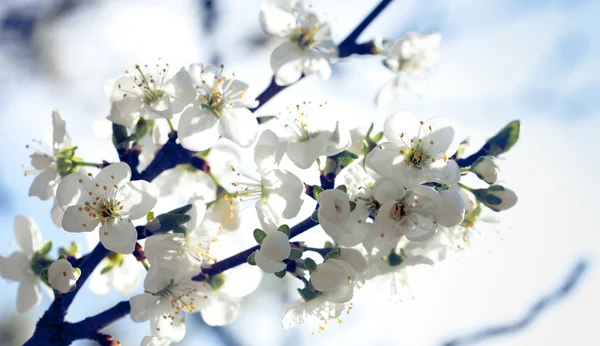 Äppelträd med blommor under blå himmel — Stockfoto