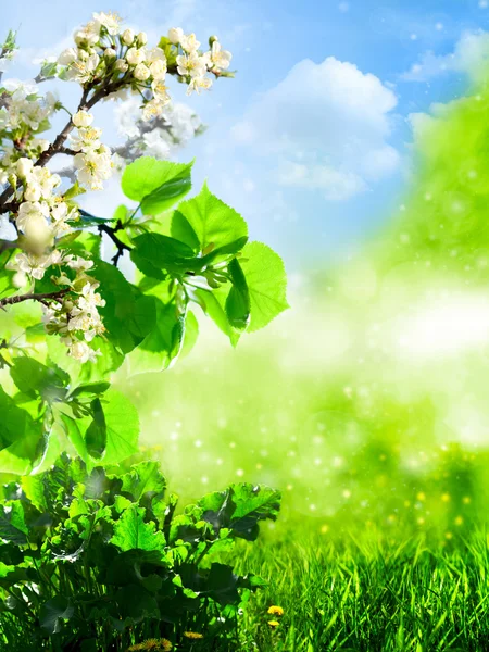 Абстрактные летние площадки с зеленой травой и яблоней — стоковое фото