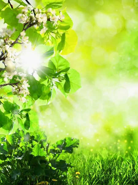 stock image Abstract summer backgrounds with green grass and bokeh