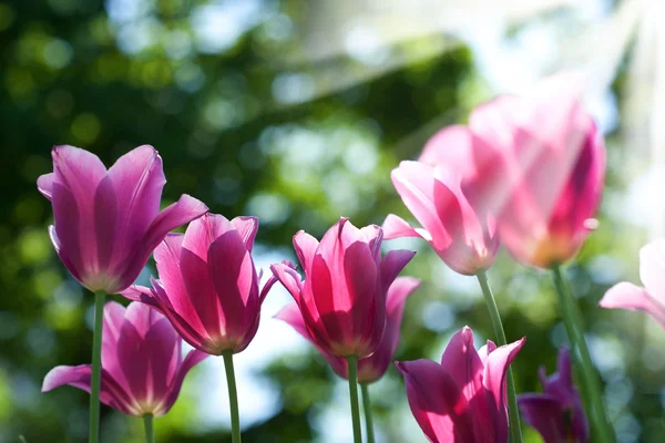 Champ de tulipes. milieux abstraits d'été — Photo