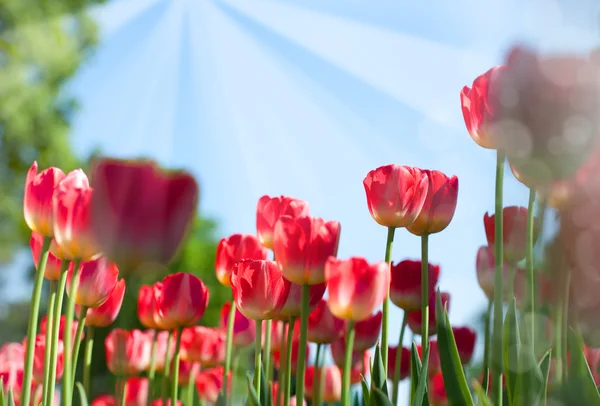 Pola tulipanów. lato streszczenie tło — Zdjęcie stockowe
