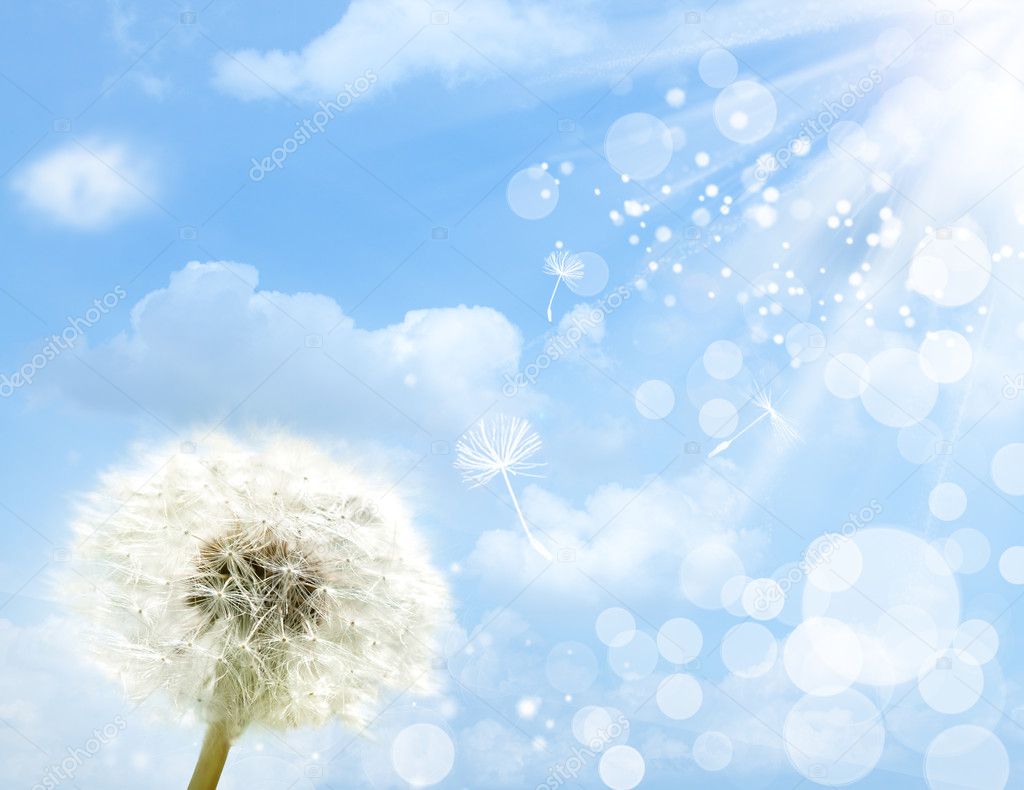 Dandelion flower against summer skies and sun beam, abstract bac