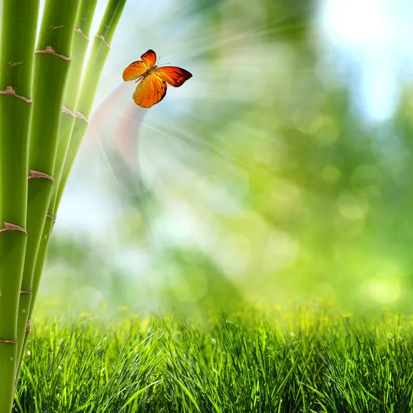Soyut yaz arka planlar ile bambu ormanı ve kelebek — Stok fotoğraf