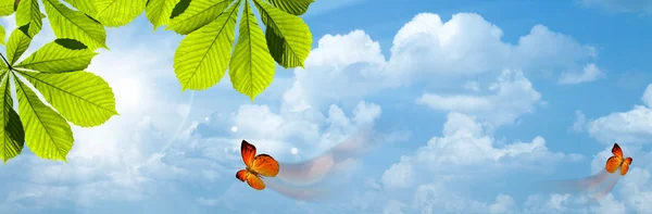 Бабочка. Голубое небо с ярким солнцем в качестве абстрактного фона — стоковое фото