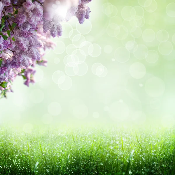 Hora de verano. fondos optimistas abstractos con árbol lila —  Fotos de Stock