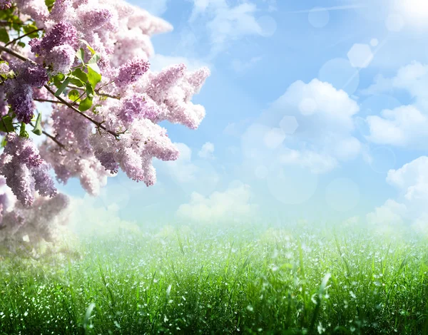Verão abstrato e fundos de primavera com árvore lilás — Fotografia de Stock
