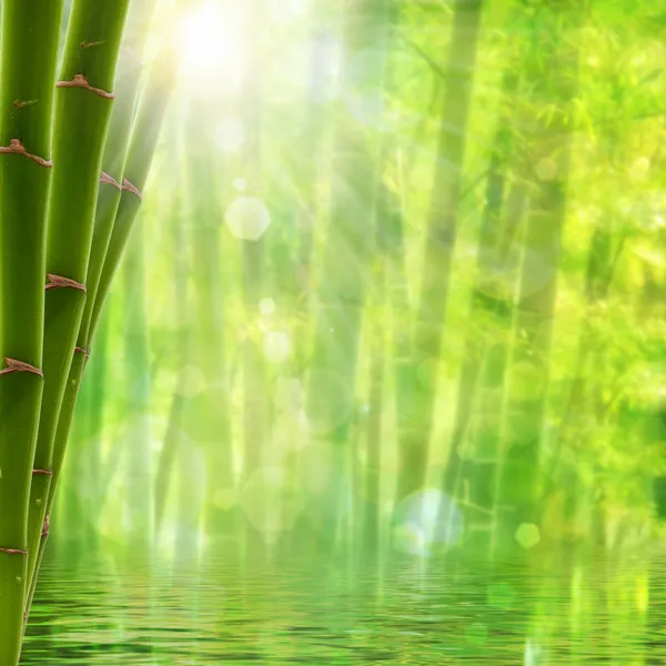 Bambu ormanı. parlak güneş ve b soyut yaz arka planlar — Stok fotoğraf