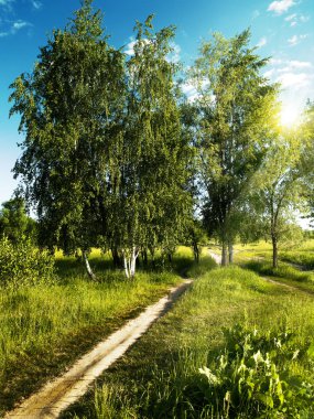 Summer time in a green park. Abstract natural backgrounds