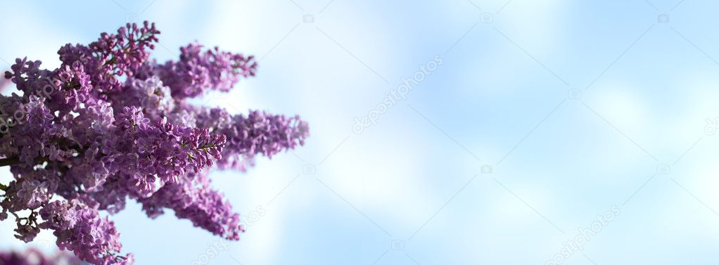 Abstract banner with lilacs flowers.