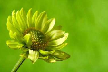 chrysantemum çiçek