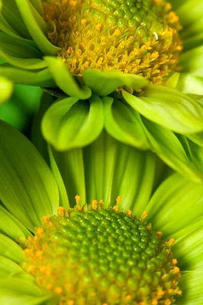 Chrysantemum flower — Stock Photo, Image