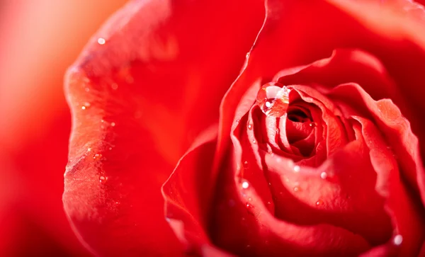 红色的玫瑰花瓣与水滴。抽象背景 — 图库照片