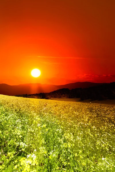 Sonnenuntergang über den grünen Sommerhügeln — Stockfoto