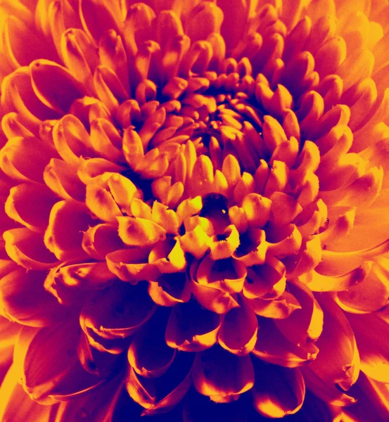 Fiore di Dahlia — Foto Stock