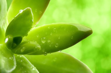 Succulent leaves with water dew droplets over abstract green bac clipart