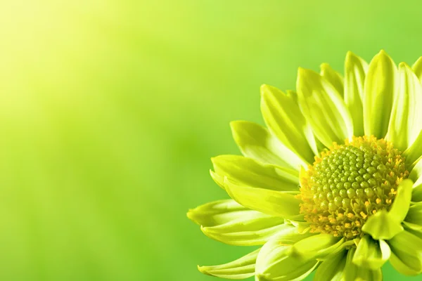 Цветок ромашки под солнечным светом, летний фон — стоковое фото
