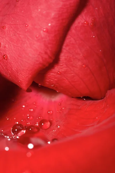 Пелюстки червоної троянди з краплями роси — стокове фото