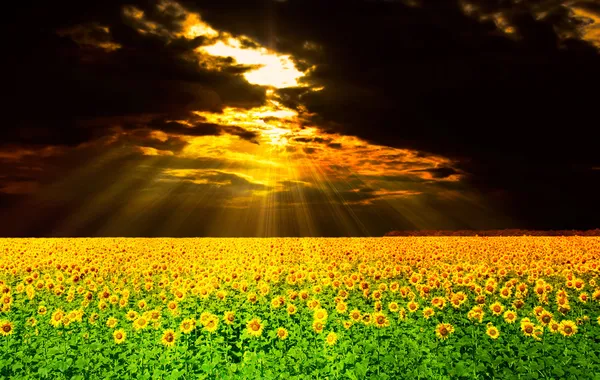 Zonnebloemen veld onder het dramatische luchten. mooie landelijke scène — Stockfoto