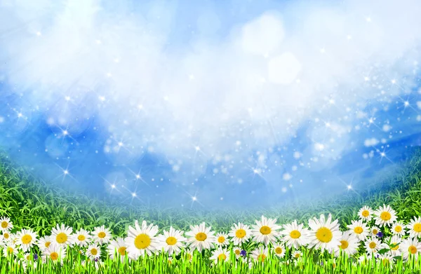 Campo verde com flores de margarida — Fotografia de Stock