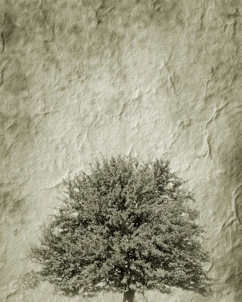 Uma árvore — Fotografia de Stock